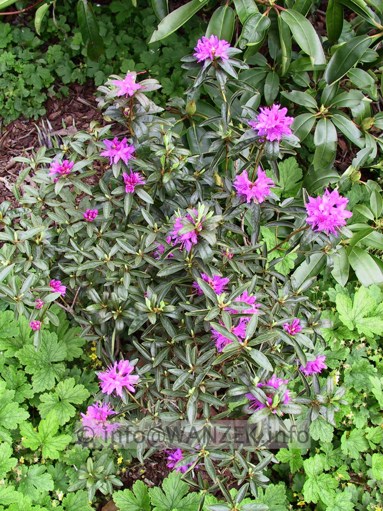 Rhododendron russatum Gletschernacht 03.jpg